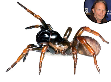 Spider, Neil Young Spider, Neil Young